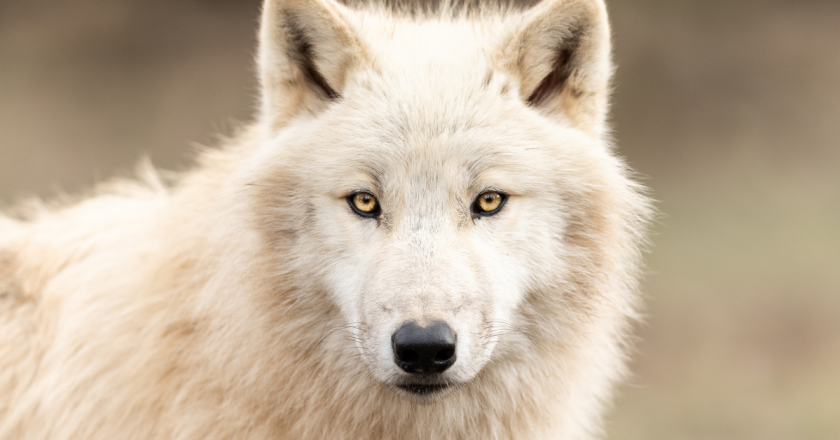 Colorado lawmakers grill officials over wolf release communication failures