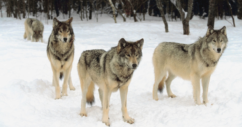 Colorado lawmakers put pressure on wildlife officials to help ranchers protect livestock from wolves