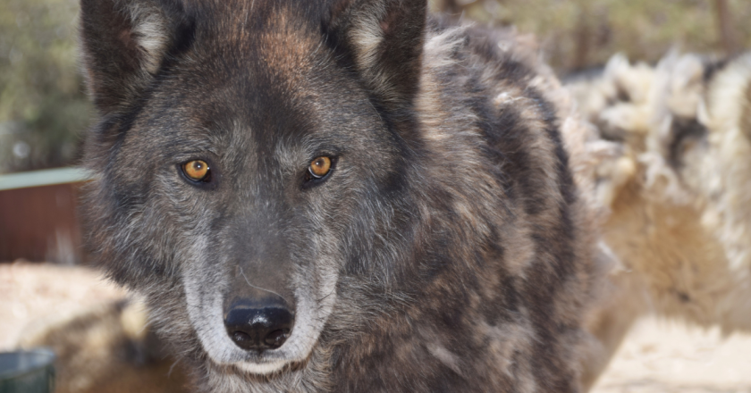 Wildlife officials sued for skipping NEPA regs to release wolves in Colorado