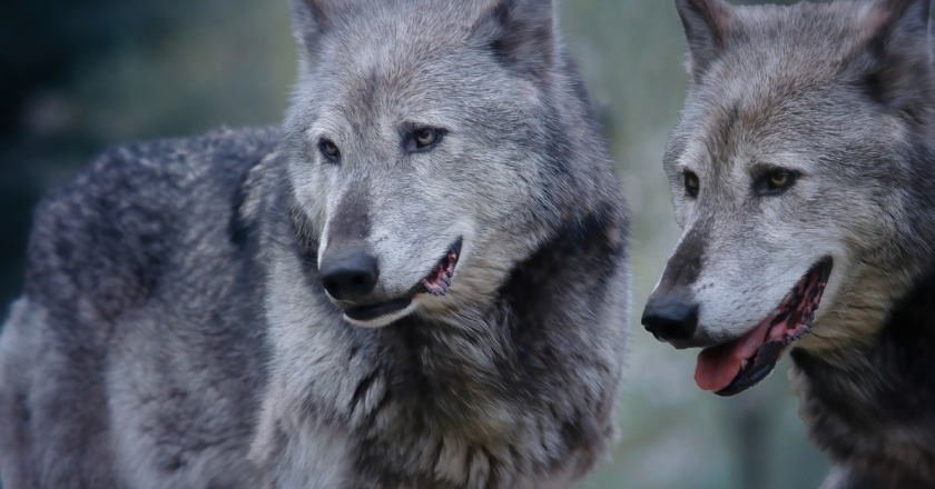 As re-introduced gray wolves cross state lines protection ends