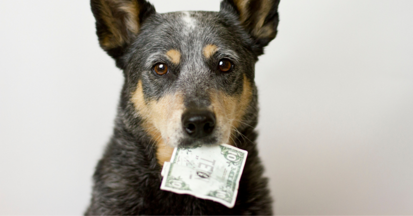 Democrats want a ‘pet tax’ and registry in Colorado