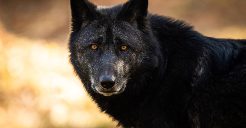 Wolf suit against CPW challenges process of reintroduction