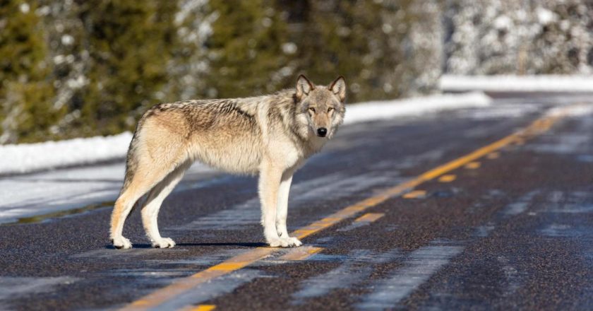 A new rule aids ranchers in killing wolves attacking their livestock at night