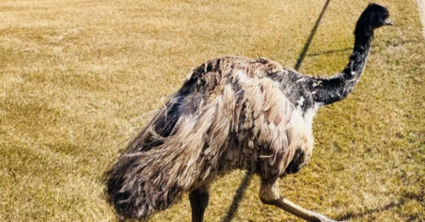 In Weld County, emu named ‘Buddy’ on the loose identified as an ostrich by passerby