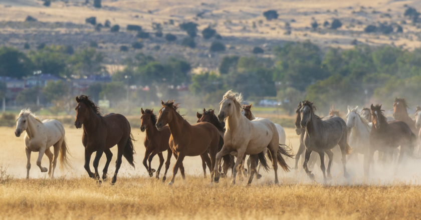 Could Polis really align with Trump on anything? He might on cutting from BLM wild horse management budget