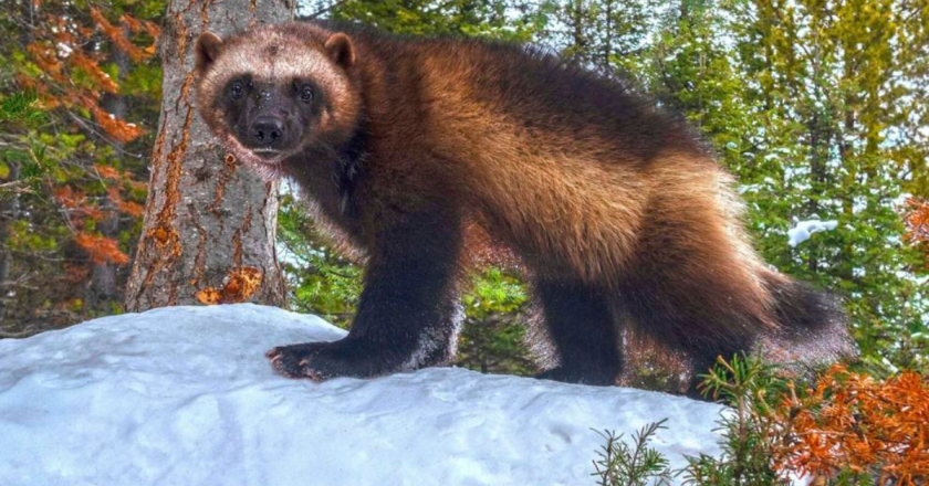 Legislators push to reintroduce wolverines in Colorado, insisting process unlike wolves