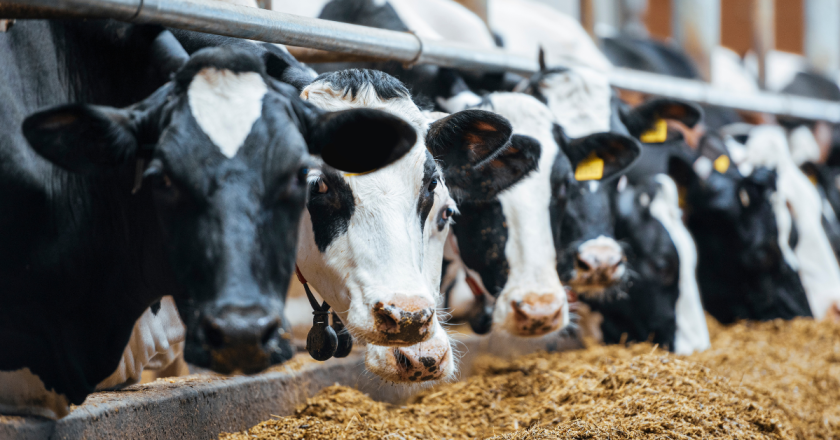 Dairy herd in Northeast Colorado tests positive for Bird Flu, USDA lab reports