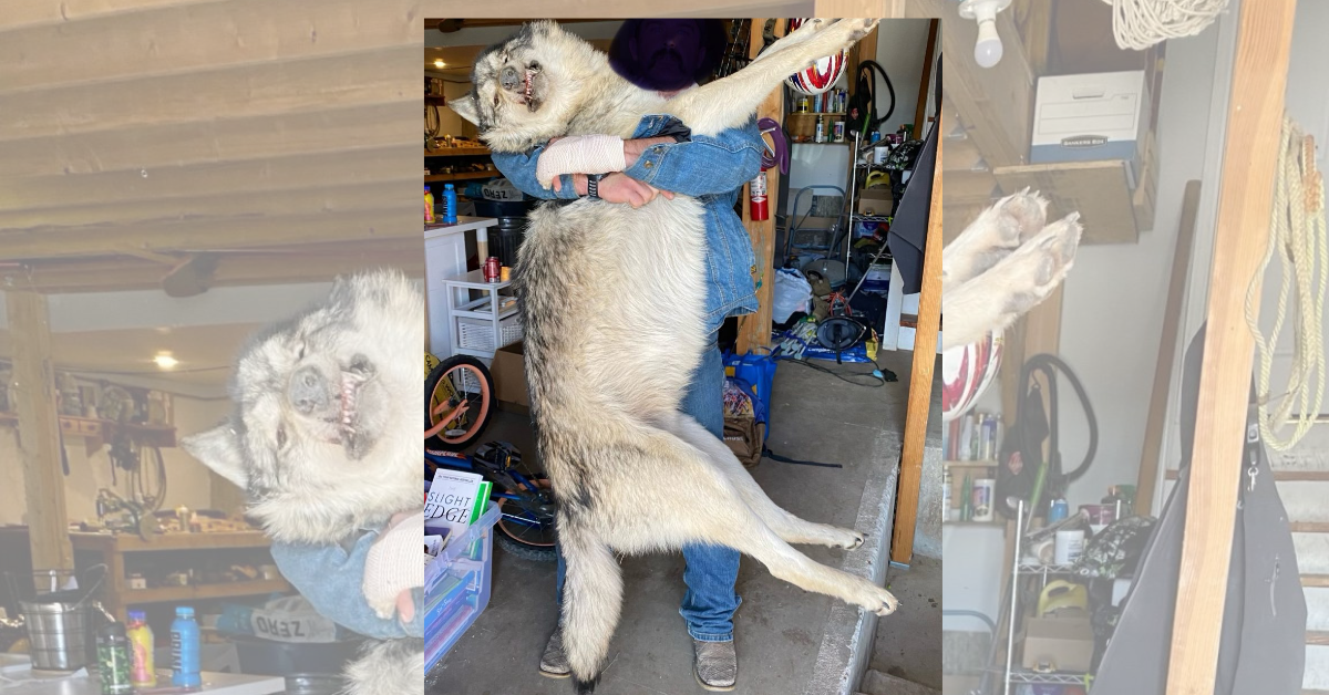 Gray wolf from Great Lakes population caught in coyote trap in Elbert ...