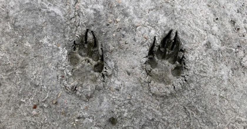 One introduced wolf is dead in Colorado as another is likely expecting pups in Grand County