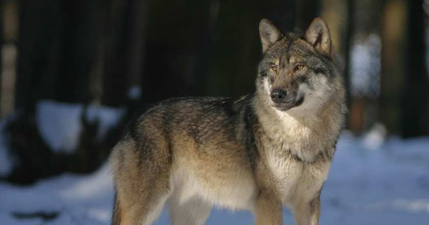 Rep. Soper: Gov. Polis dismissive of real concerns toward wolf depredation on Western Slope