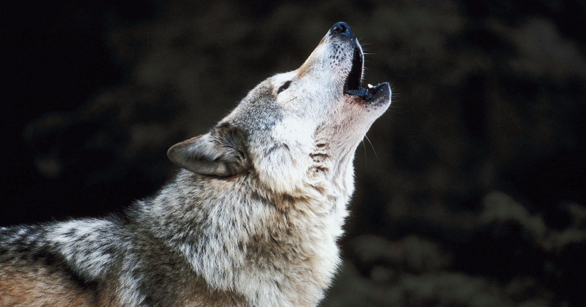 Rumor control, wolf pup update detailed with monthly wolf activity map from CPW