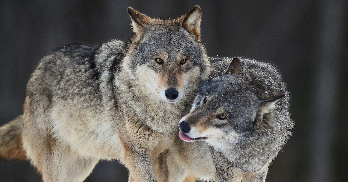 Wolf advocates charged with illegal lobbying of lawmakers at state capitol