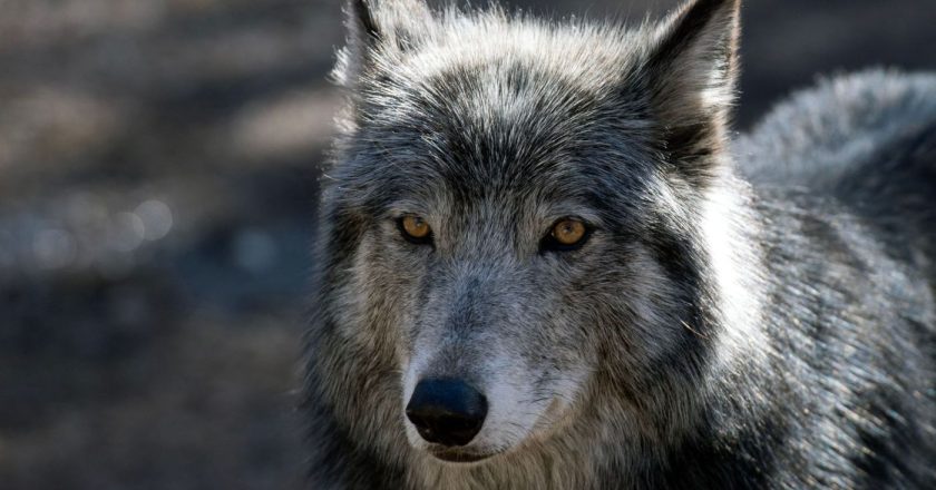 Petition requests hiatus in $5M wolf release program