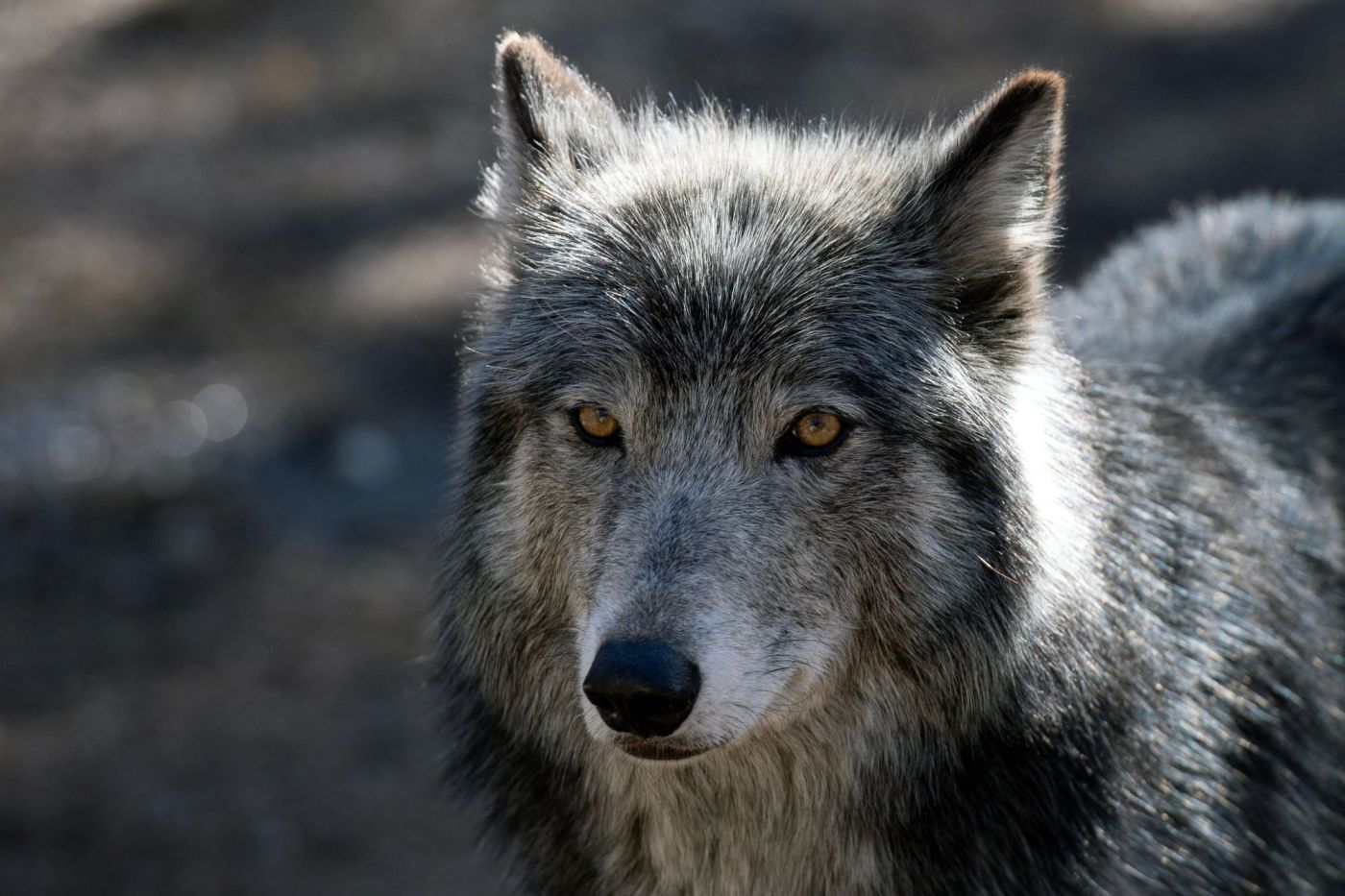 Petition requests hiatus in $5M wolf release program - Rocky Mountain Voice