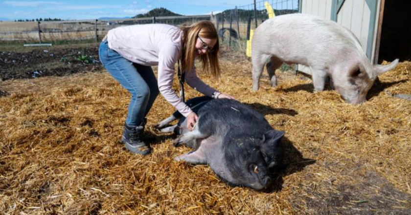 Farm animal sanctuary near Colorado Springs provides home for abandoned, abused livestock