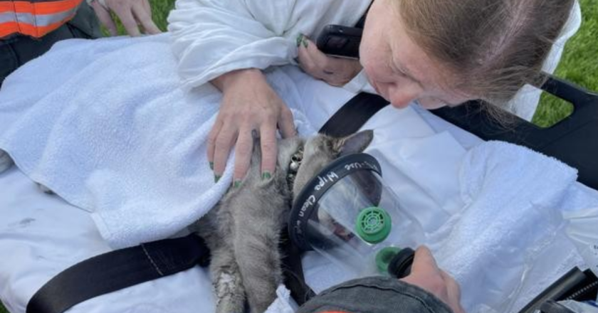 Colorado firefighters save cat after car fire damages 4 vehicles, 2 townhouse units