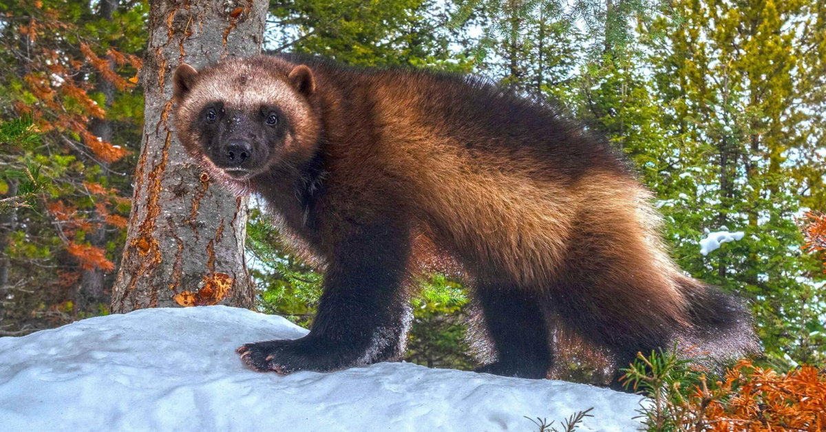 Wolverine reintroduction legislation is 'completely opposite' of