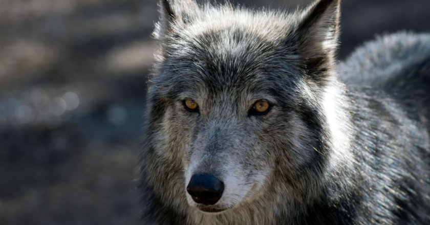 In Colorado’s nonlethal wolf deterrent game, its Wolves 3, Cows 0 in one county, and ranchers aren’t pleased