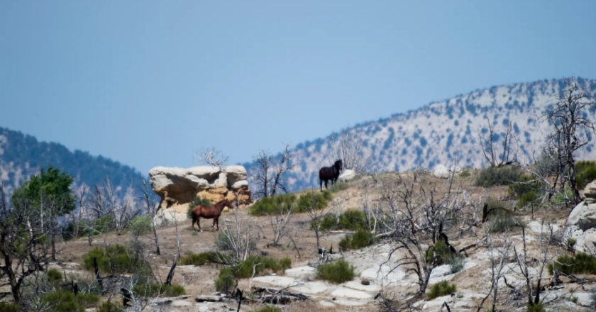 Federal land managers are planning Colorado’s next wild horse roundup, ignoring pleas to stop using a helicopter