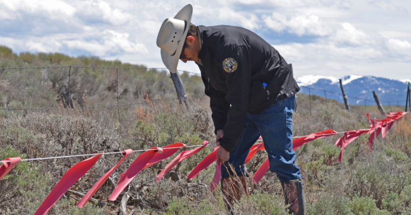 ‘It works’: Colorado’s wolf conflict coordinator, ranchers find common ground
