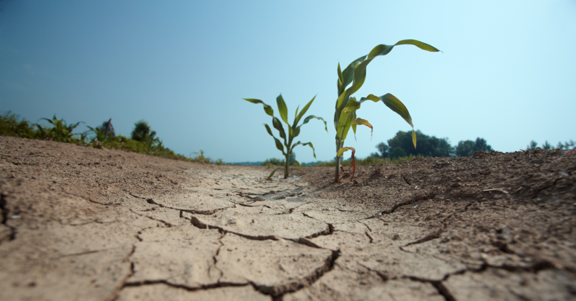 In order to help farmers survive drought, pests and market changes, improving the soil may be key