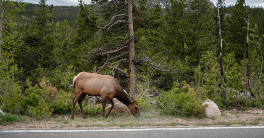 Elk stomping in Estes: Wildlife officials call for human caution after three incidents at gateway to RMNP