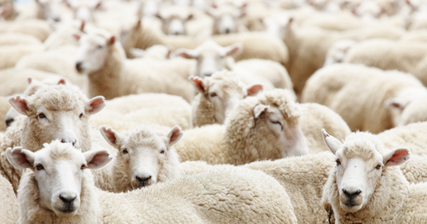Passage of proposed slaughterhouse ban could cost Denver 2,000 jobs, study finds