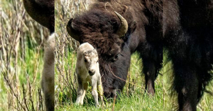White buffalo born in Yellowstone Park might predict better times according to Lakota lore