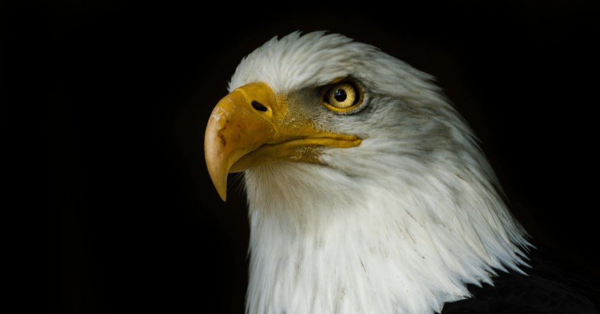 Bald eagle at Denver Zoo dies from medical complications