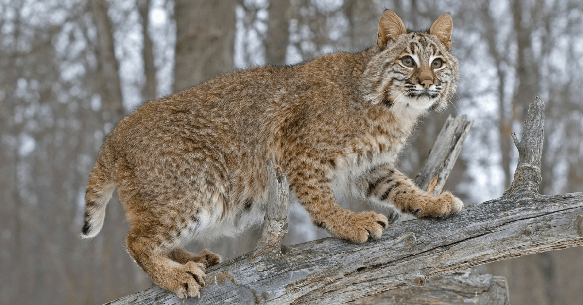 Group submits petition to ban hunting of bobcats, mountain lions, lynx ...