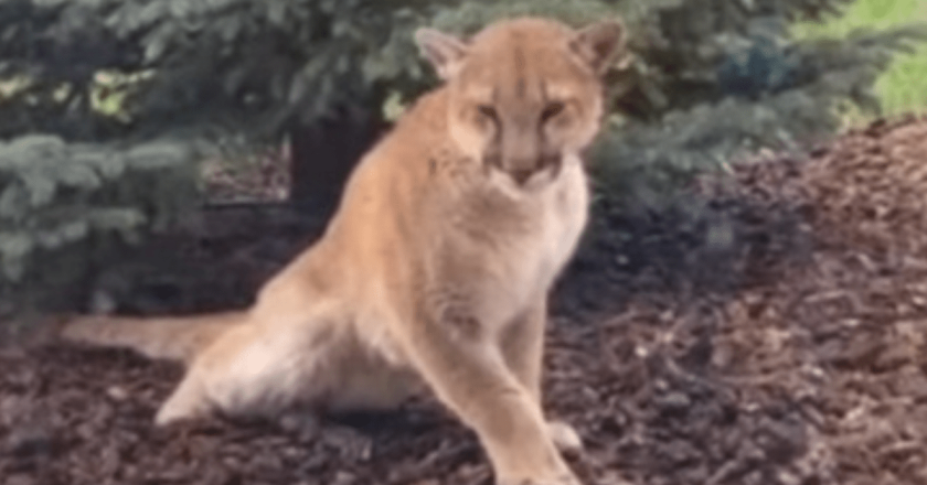 Paralyzed mountain lion found in Colorado is first case of “staggering disease” in North America