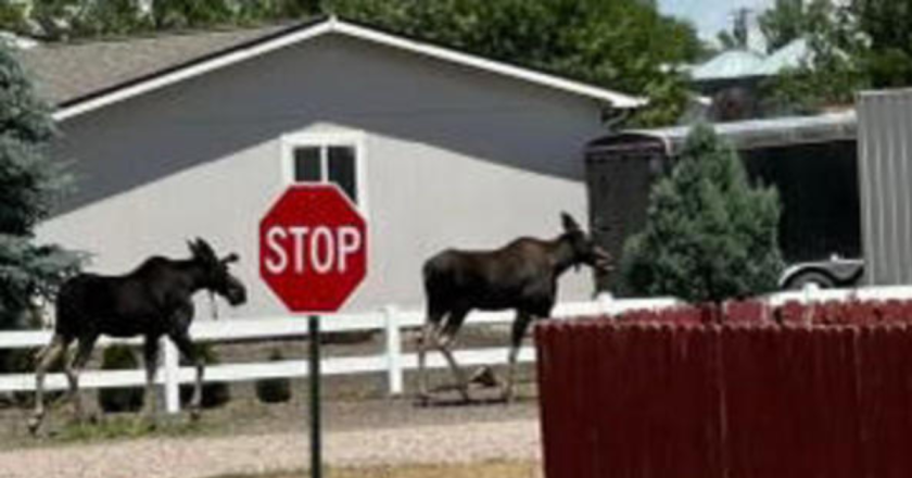 Moose on Northern Plains? Three have been spotted in Nunn