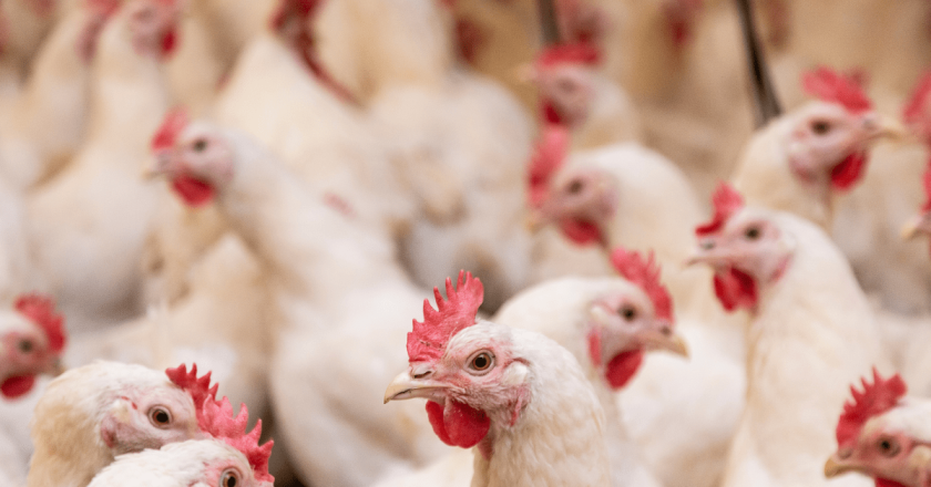 Extreme heat in Colorado may have contributed to an extraordinary outbreak of bird flu in people
