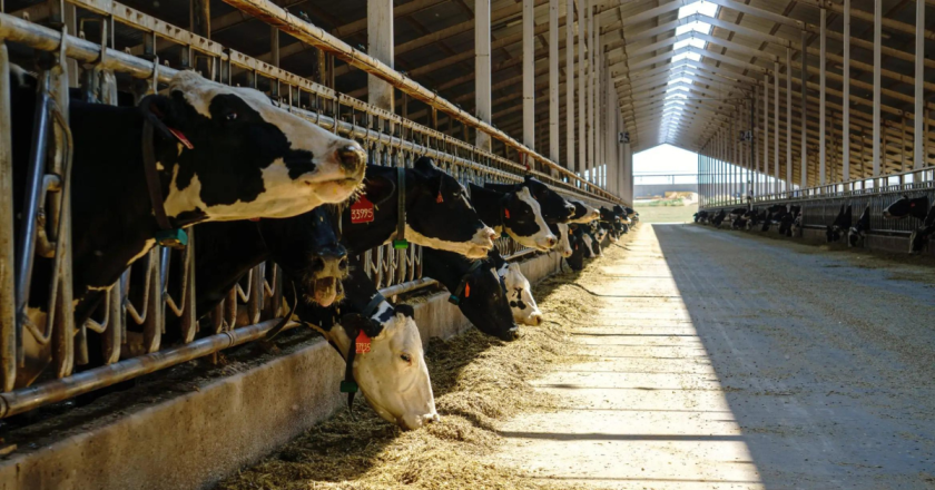 Colorado health officials identify another human case of bird flu in the state