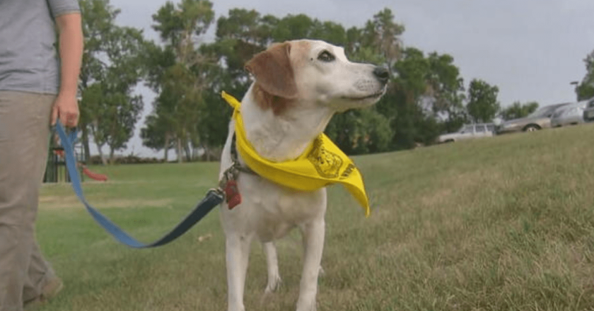 Wheat Ridge police partnering with dog walkers in effort to improve crime fighting