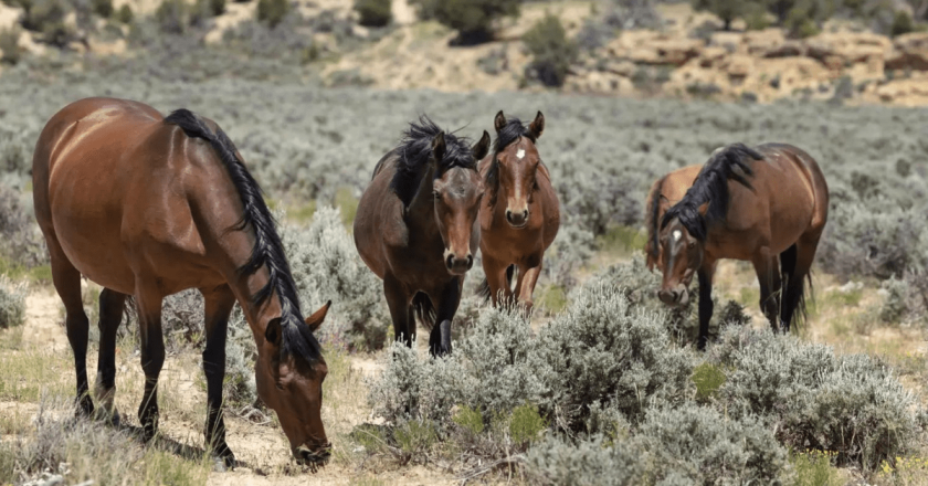 Where will the wild horses go? BLM is looking for landowners to keep wild horses on pasture