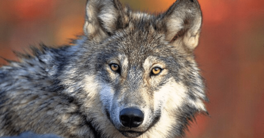 Ag, livestock groups ask British Columbia wildlife officials to reconsider