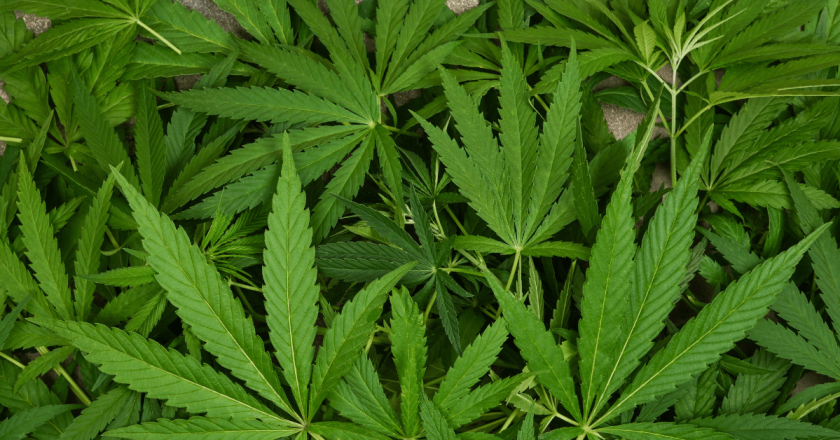 Marijuana user cannot be banned from gun ownership, U.S. court rules