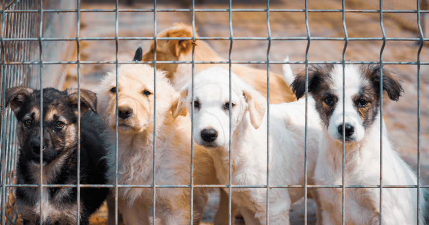 Douglas County Canine Rescue relinquishes license after lengthy investigation
