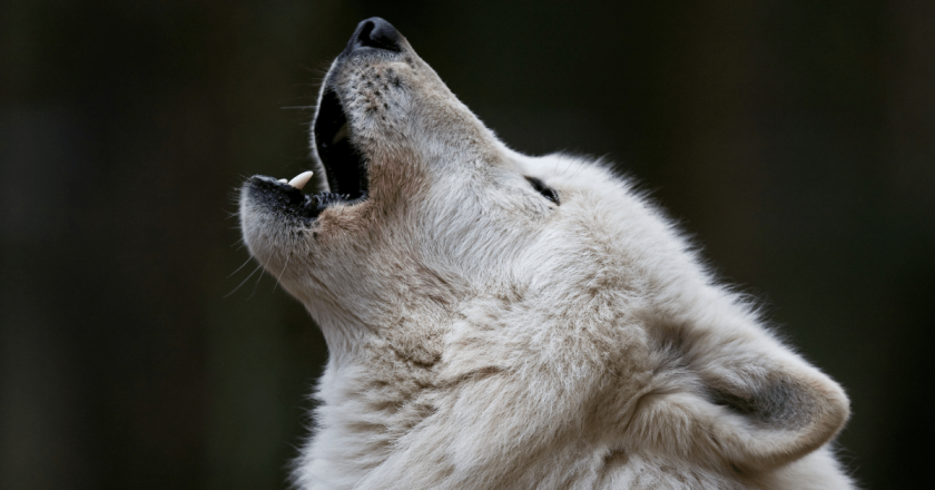 Colorado wildlife officials meet with Western Slope commissioners over wolf reintroduction