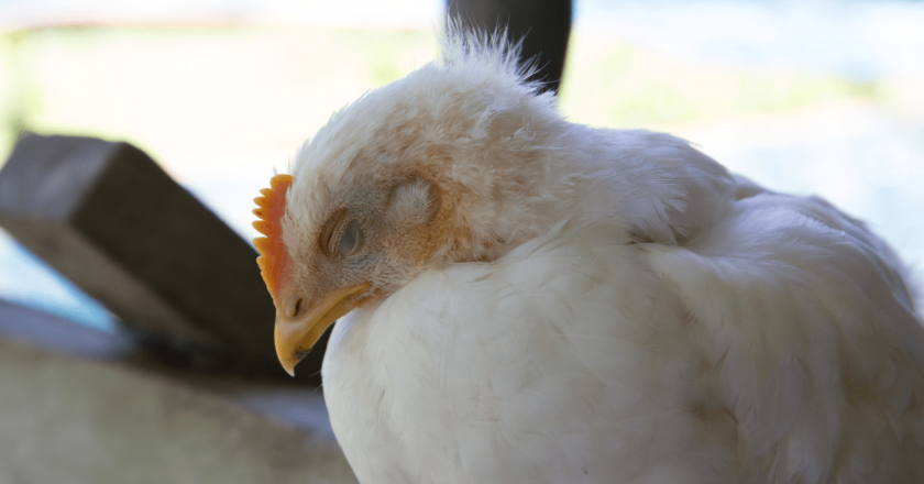 Bird flu case with “flu-like symptoms” reported in Colorado, 1 person hospitalized