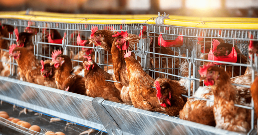 Colorado’s high egg prices are blamed on bird flu, but there’s more to the story