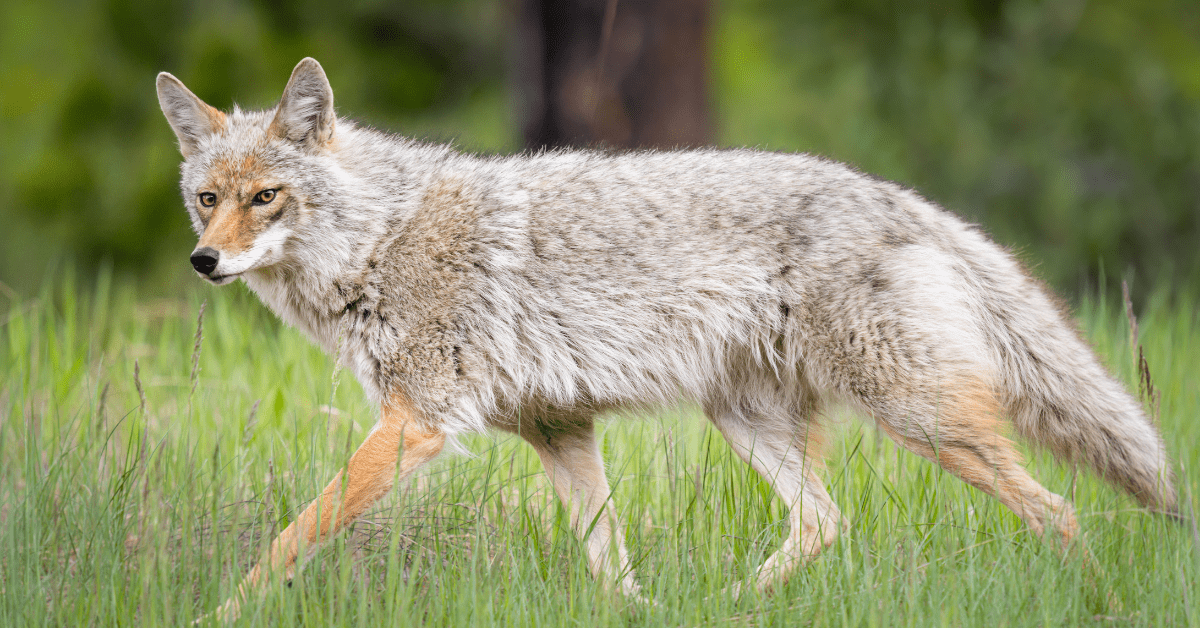 Coyote killed near the child attack in Colorado Springs had human DNA on its paws, wildlife officers say