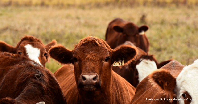 JBS announces $50 million expansion project at Greeley beef plant