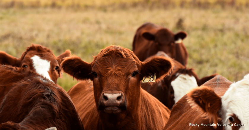 Gaines: The people doing ag in this state need to speak up for each other
