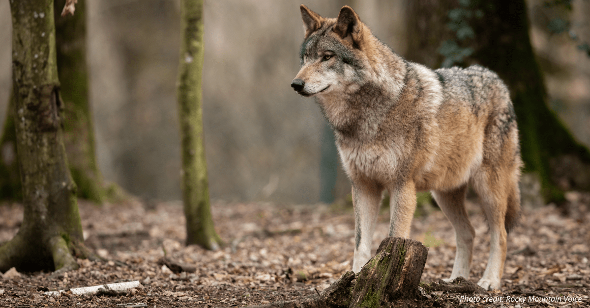 Colorado’s wolves make their way across the western part of the state ...