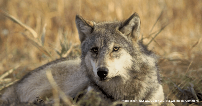 Bill to provide ranchers confidentiality in reporting of wolf depredation losses sailing through legislature