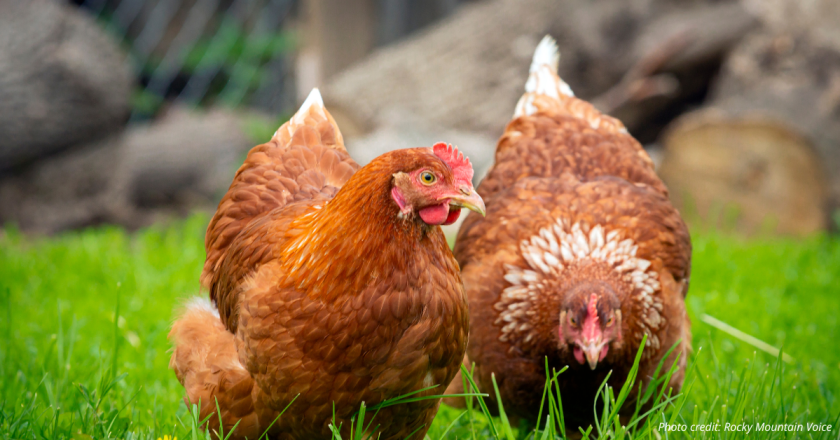 If you’re fed up with high egg prices, you’ll like HB25-1074 by Rep. Gonzalez and Sen. Kirkmeyer