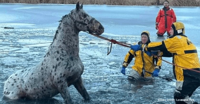 Horse rescued after falling into icy pond in Northern Colorado