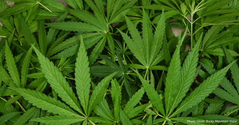 Declining marijuana industry sales in Colorado hit seven-year low in 2024